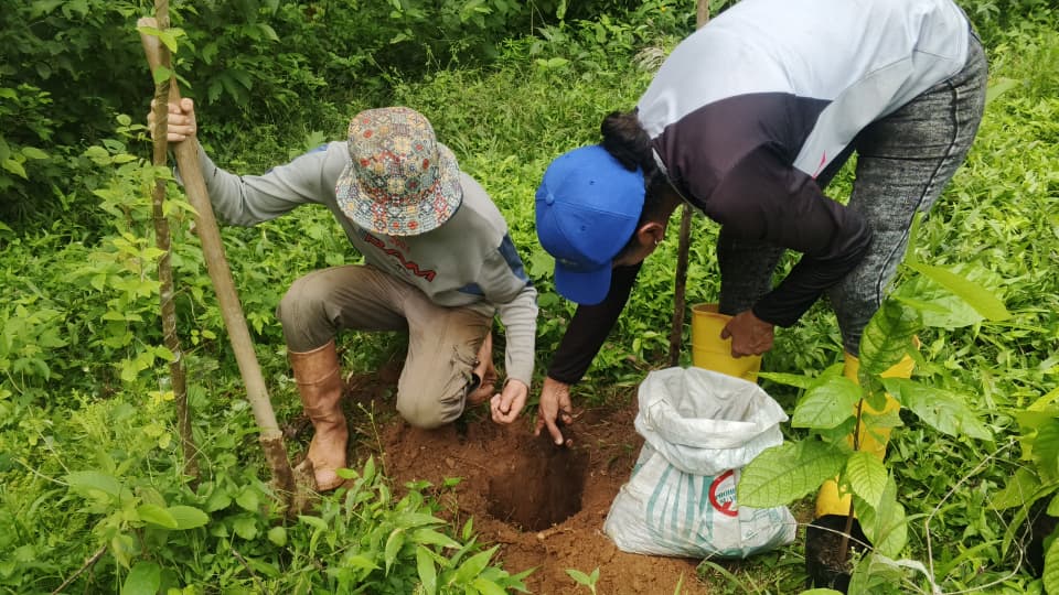 Crean Red Científica Tecnológica e Innovación del cacao en Cojedes